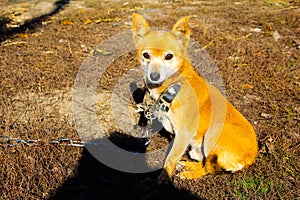 Ginger dog on a chain