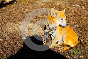 Ginger dog on a chain