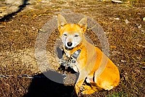 Ginger dog on a chain