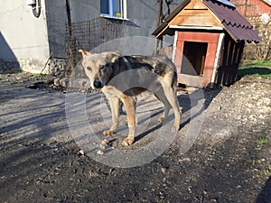 Ginger Dog outside