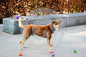 Ginger dog is playing with balls and waiting for his master