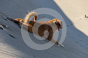 A Ginger Dog Playing In The Sand photo