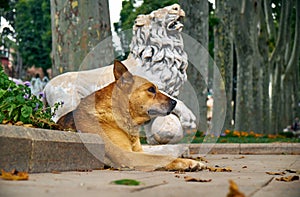 A ginger dog rests near the statue of a lion in Gulhane park. Is photo