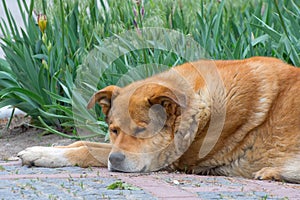 Ginger dog is sleeping. Caring for stray animals