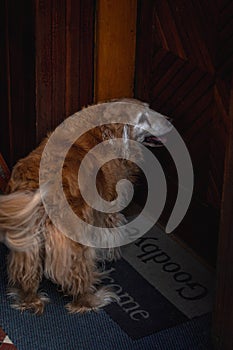 Ginger dog standing in front of the door on a goodbye-welcome carpet under the lights