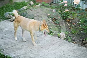 Ginger dog stands outstretched tongue photo