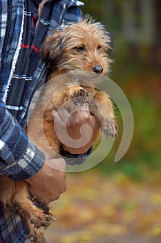 Ginger dog terrier mestizo in arms at an animal shelter