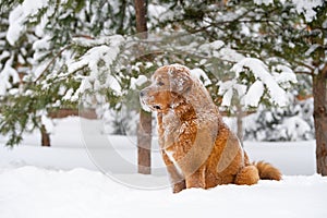 A ginger dog of the Tibetan Mastiff breed sits in the snow and looks to the side.