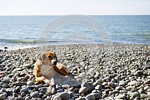 Ginger dog with white spots is resting on a pebble beach near the sea on a sunny day.