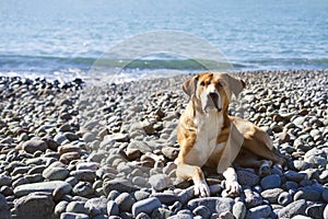 Ginger dog with white spots is resting on a pebble beach near the sea on a sunny day.