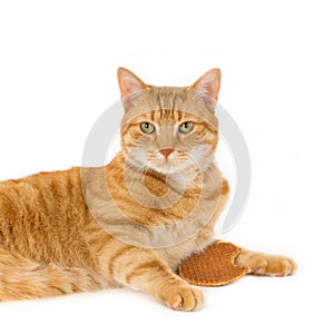 Ginger with a Dutch waffle