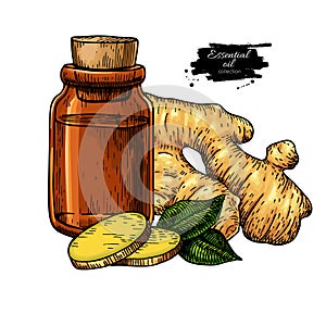 Ginger essential oil bottle and ginger root hand drawn vector il