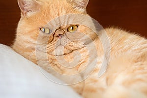 Ginger exotic persian cat portrait