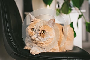 Ginger Exotic Shorthair Cat On Black Chair