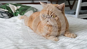 Ginger Exotic Shorthair Cat Peacefuly Laying On Bed