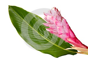 Ginger flower