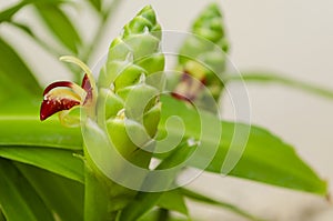 Ginger Flower