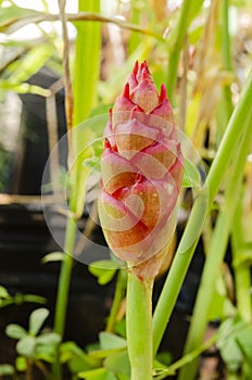 Ginger Flower Head Closeup