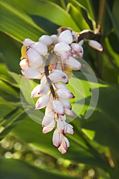 Ginger flower on plant.