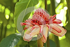 Ginger Flower (root), Barbados, Caribbean