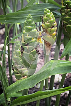 Ginger flower, this is true flower of edible ginger plant zingi