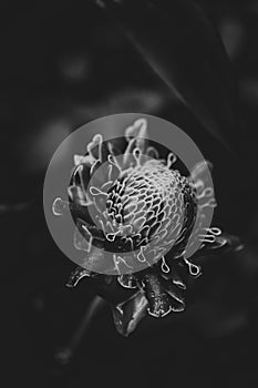 Ginger flowers with dropwater