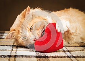 Ginger fluffy cat is playful touching soft toy heart