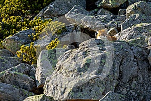 The ginger fox in the wild in High Tatras mountains. Slovakia.