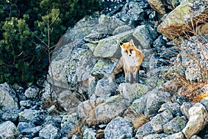 The ginger fox in the wild in High Tatras mountains. Slovakia.