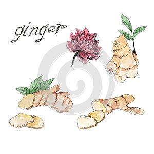 Ginger, Ginger Flower, Roots and Slices. Colorful sketch collection of herbs and spices isolated on white background. Doodle hand