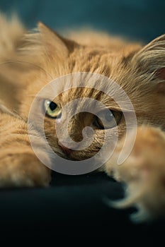 Ginger greeneyes cat lying on a paw on a black background, looking at the camera