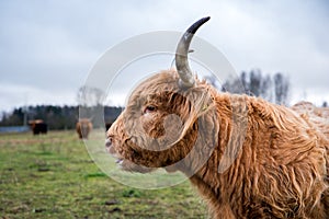 Ginger highland cow