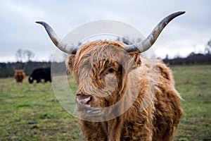 Ginger highland cow