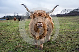 Ginger highland cow