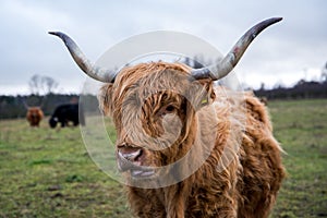 Ginger highland cow