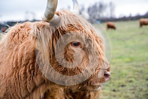 Ginger highland cow