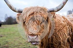 Ginger highland cow