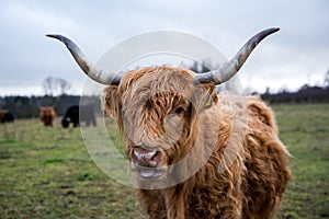 Ginger highland cow