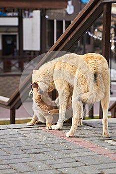 Ginger homeless dog playing with cutest small puppies