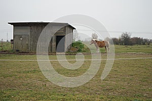 Ginger Horse is standing at the stable in the pasture. Stadtrandhof, Waltersdorfer Chaussee, 12529 SchÃ¶nefeld, Germany