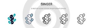 Ginger icon in filled, thin line, outline and stroke style. Vector illustration of two colored and black ginger vector icons