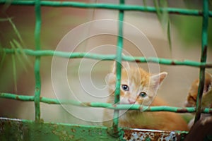 Ginger kitten behind the green bars of an old rusty fence