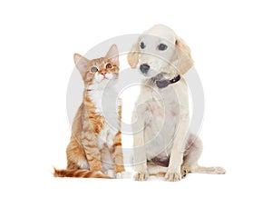 Ginger kitten and beige puppy
