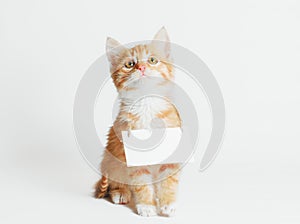 Ginger kitten with blank sign on his neck on a light background