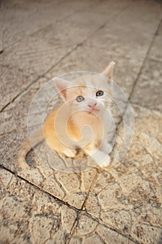 Ginger kitten closeup portrait. Funny domestic animals