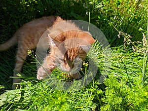 The ginger kitten is exploring the world