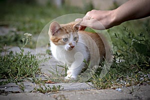 Ginger kitten in the garden caressed by woman`s hand