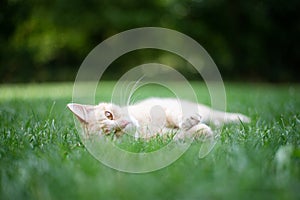 Ginger kitten in the garden. Cat lying on green grass in the garden.