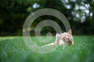 Ginger kitten in the garden. Cat lying on green grass in the garden.