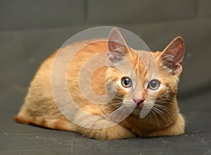 Ginger kitten on gray